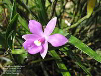 Epidendrum stenopetalum